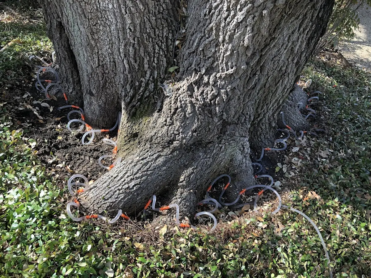 Detailed Tree Cabling and Bracing job site in Fallentimber