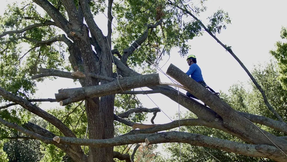 Professional Crown Thinning performed by certified arborists in Fallentimber